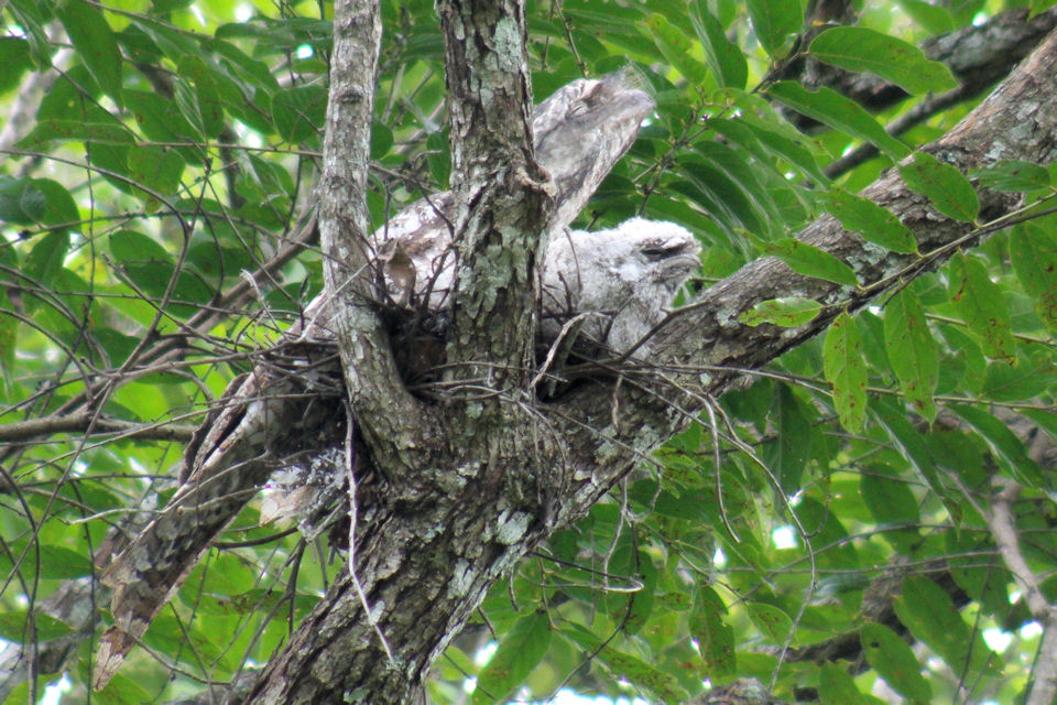 Papuan Frogmouth (Podargus papuensis)